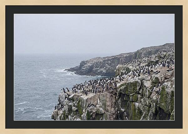 Nesting Seabirds On Cliffs