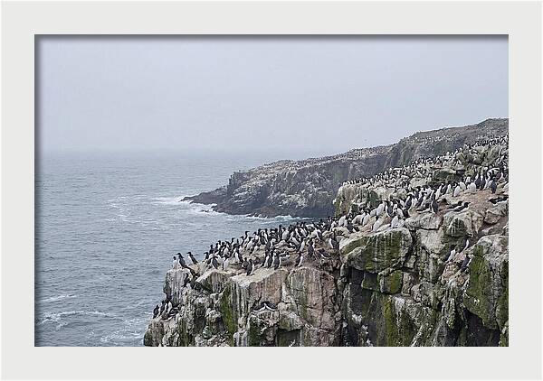 Nesting Seabirds On Cliffs