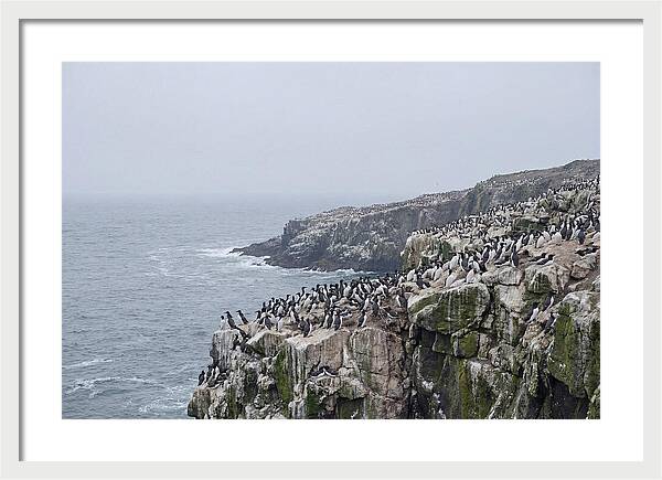 Nesting Seabirds On Cliffs