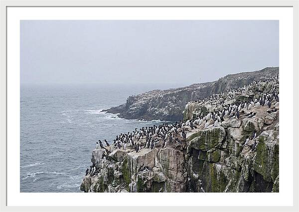 Nesting Seabirds On Cliffs