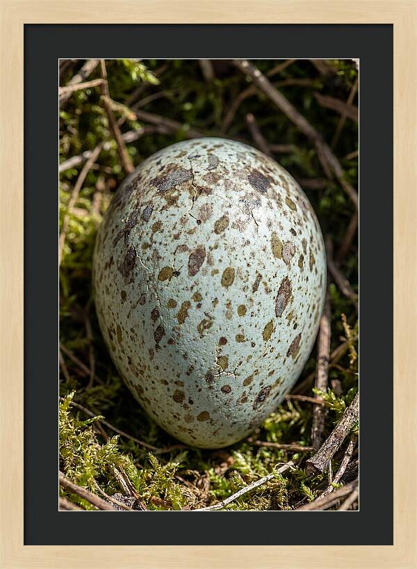 Nestled Among Natures Embrace