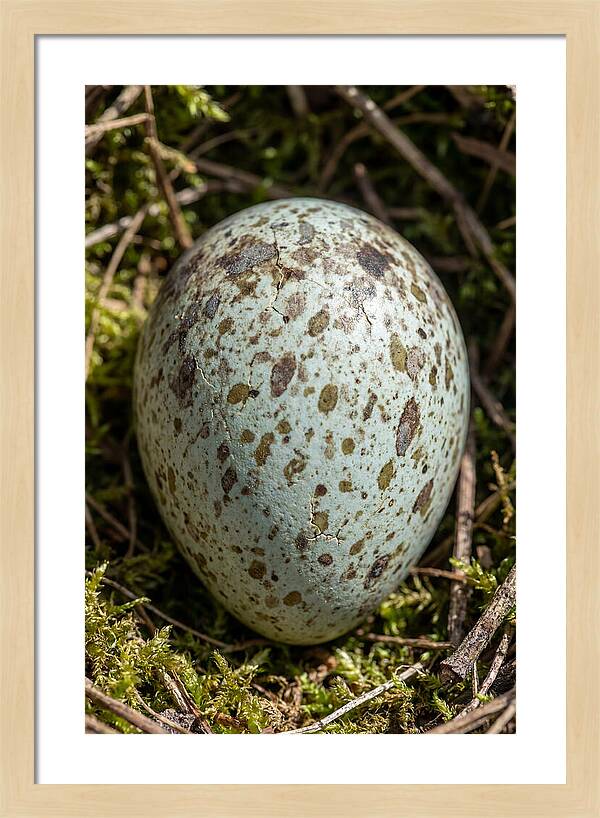 Nestled Among Natures Embrace