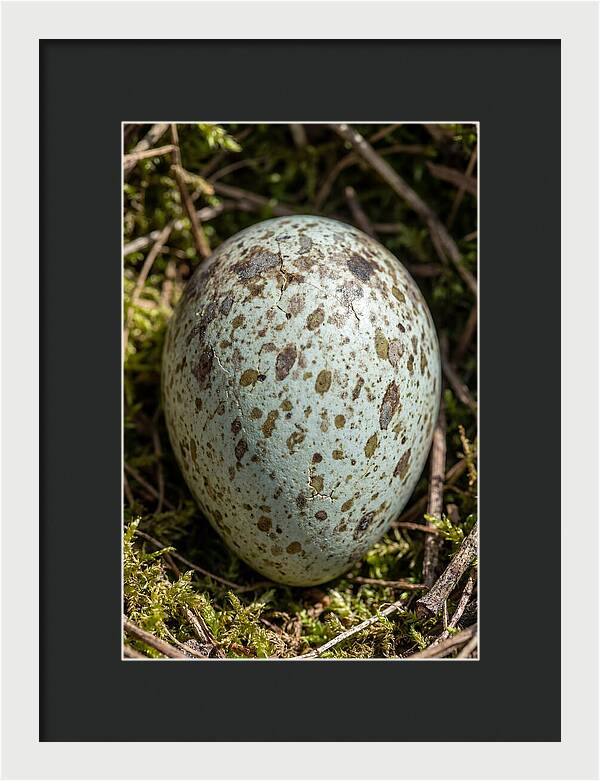 Nestled Among Natures Embrace