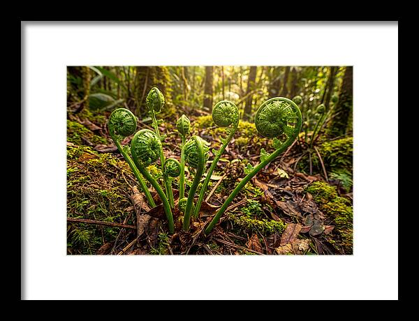 New Green Fern Fronds Unfurling