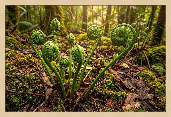 New Green Fern Fronds Unfurling