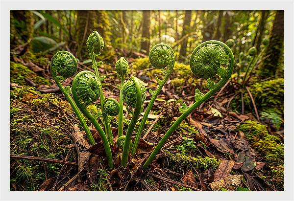 New Green Fern Fronds Unfurling