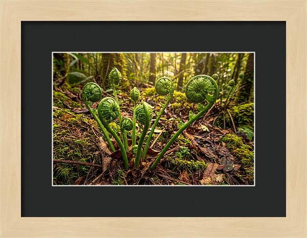 New Green Fern Fronds Unfurling