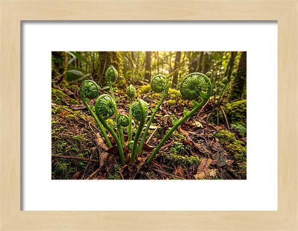 New Green Fern Fronds Unfurling