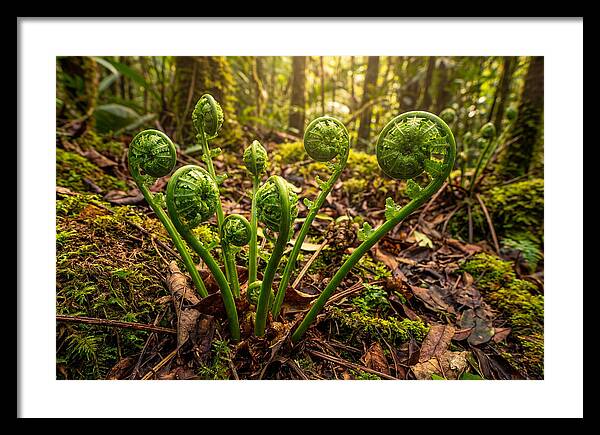 New Green Fern Fronds Unfurling