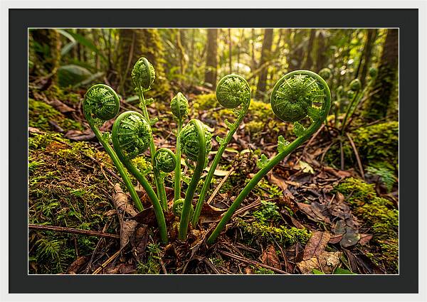 New Green Fern Fronds Unfurling