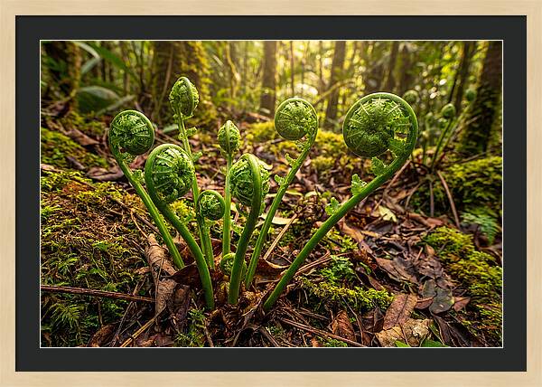 New Green Fern Fronds Unfurling