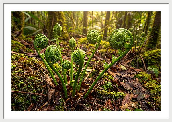New Green Fern Fronds Unfurling