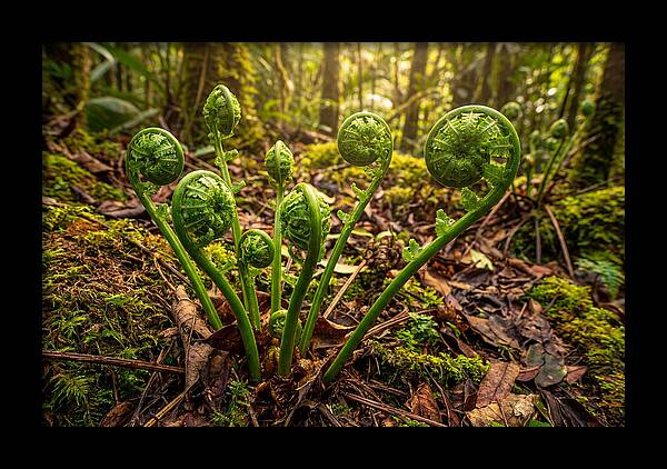 New Green Fern Fronds Unfurling