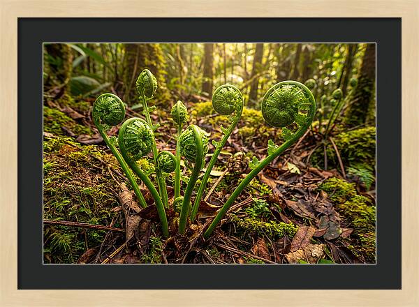 New Green Fern Fronds Unfurling