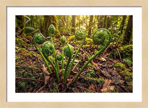 New Green Fern Fronds Unfurling