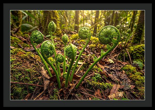 New Green Fern Fronds Unfurling