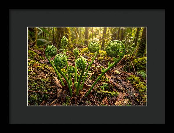 New Green Fern Fronds Unfurling