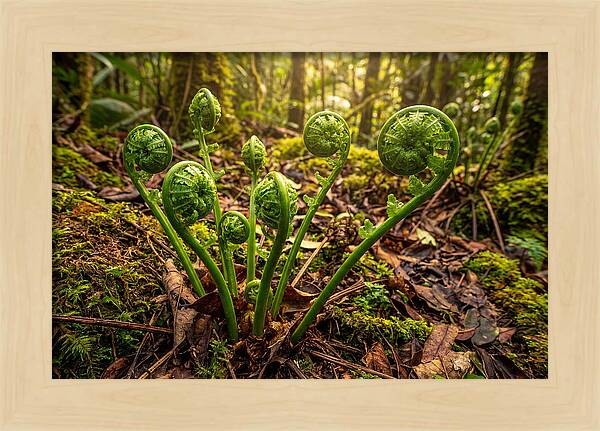 New Green Fern Fronds Unfurling