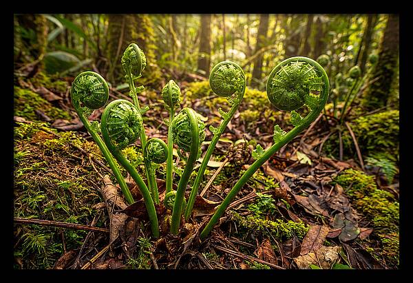 New Green Fern Fronds Unfurling