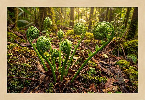 New Green Fern Fronds Unfurling