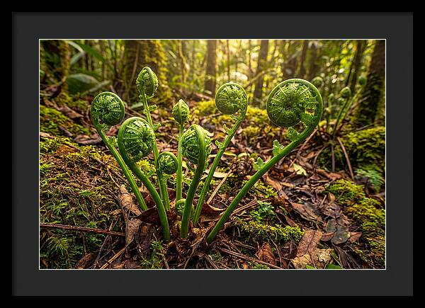 New Green Fern Fronds Unfurling