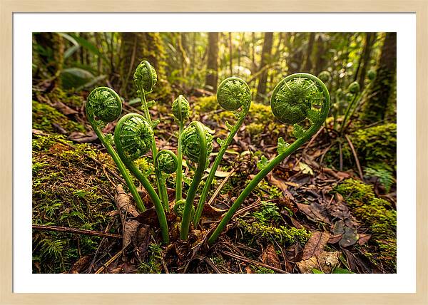 New Green Fern Fronds Unfurling