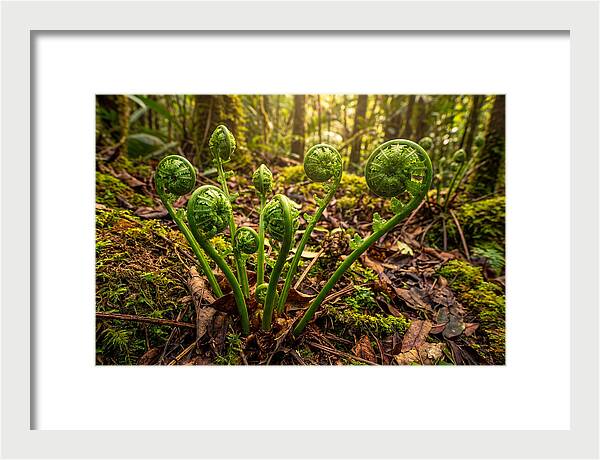 New Green Fern Fronds Unfurling
