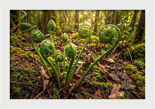New Green Fern Fronds Unfurling