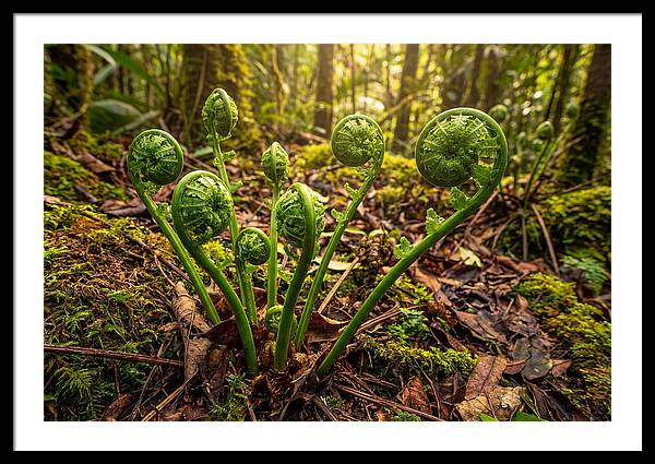 New Green Fern Fronds Unfurling