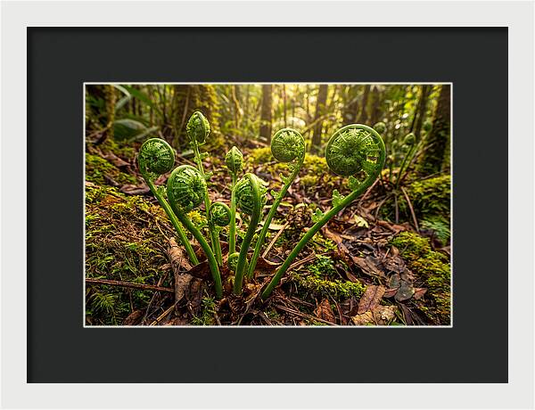 New Green Fern Fronds Unfurling