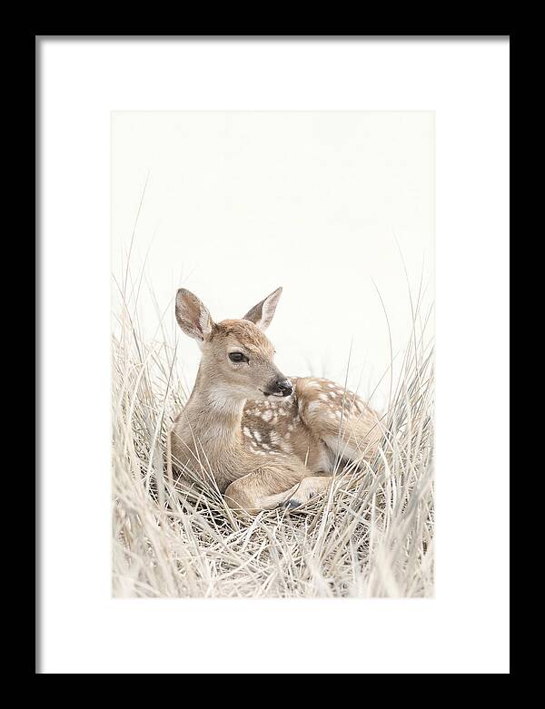 Newborn Fawn Resting Gracefully