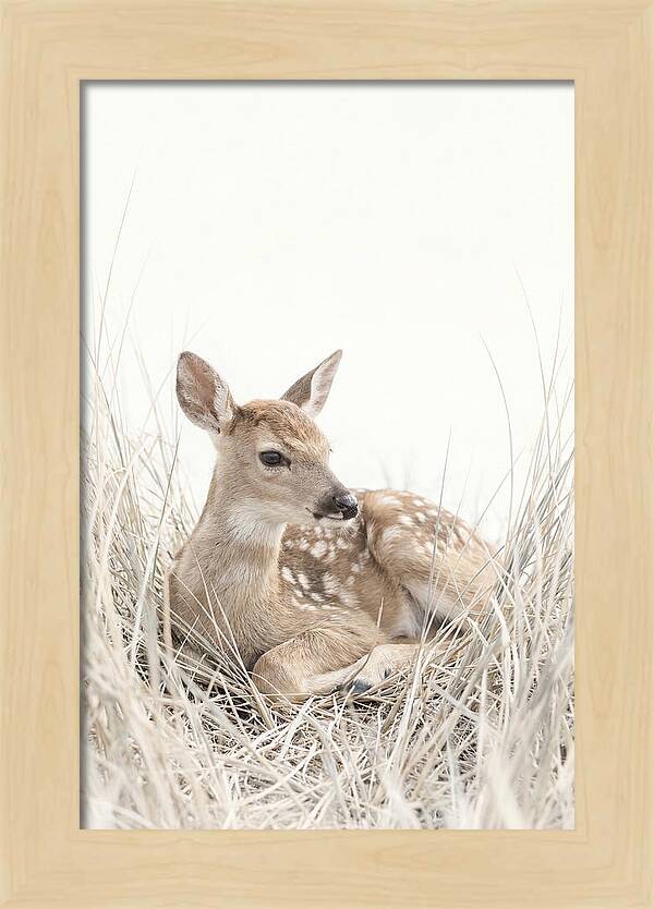 Newborn Fawn Resting Gracefully