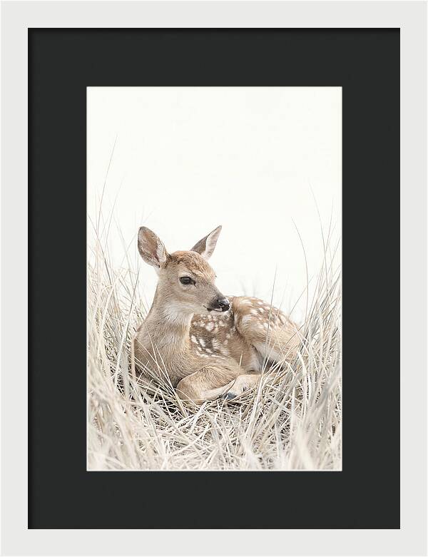 Newborn Fawn Resting Gracefully