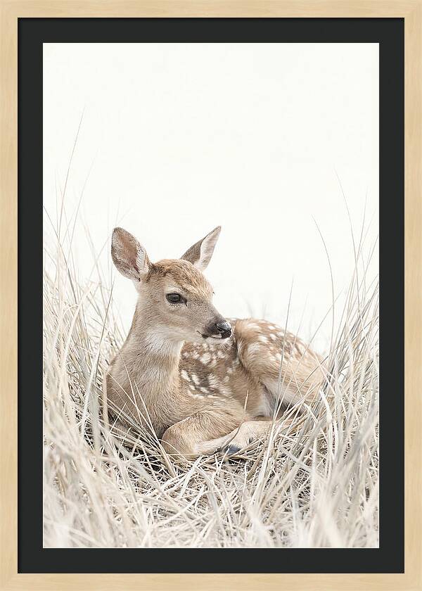 Newborn Fawn Resting Gracefully