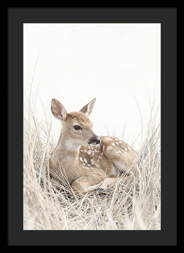 Newborn Fawn Resting Gracefully
