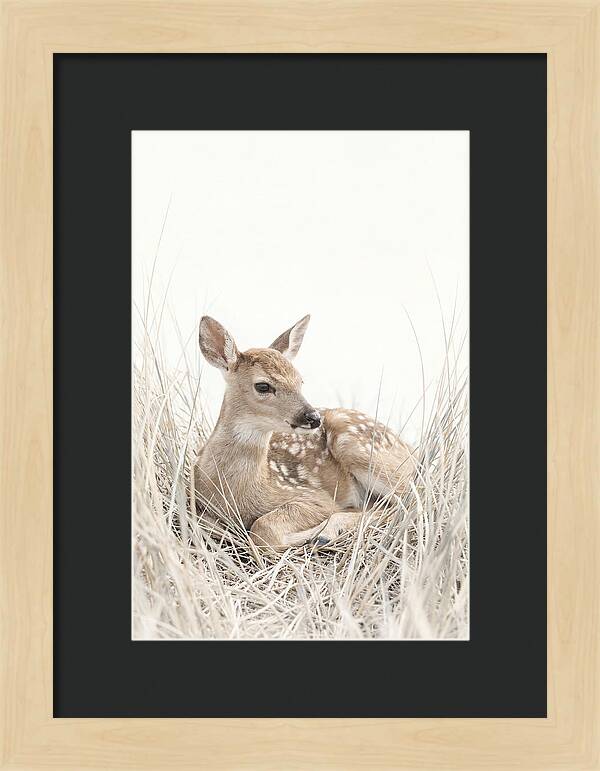 Newborn Fawn Resting Gracefully