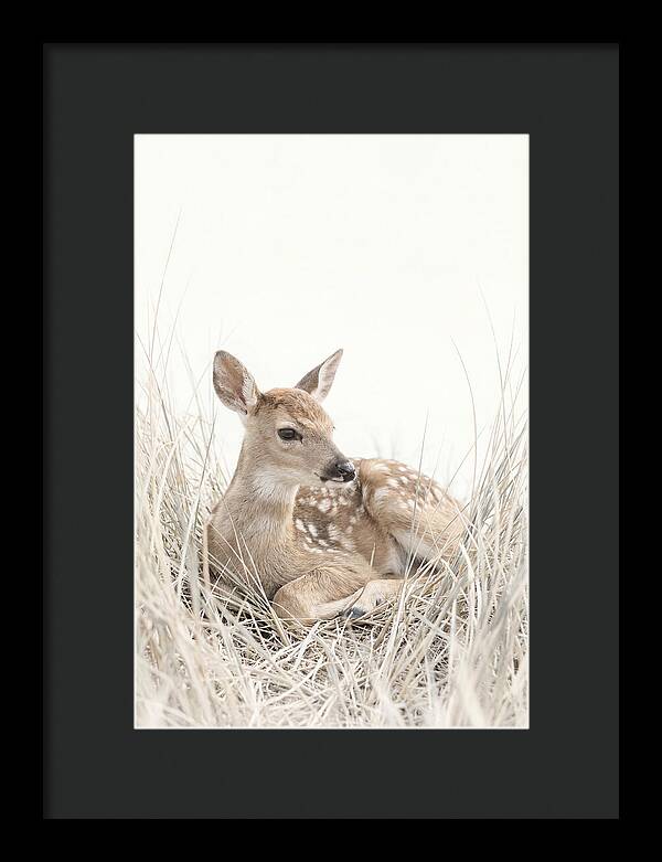 Newborn Fawn Resting Gracefully