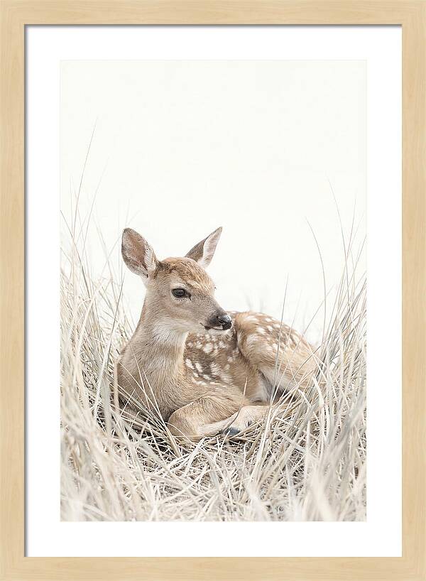 Newborn Fawn Resting Gracefully