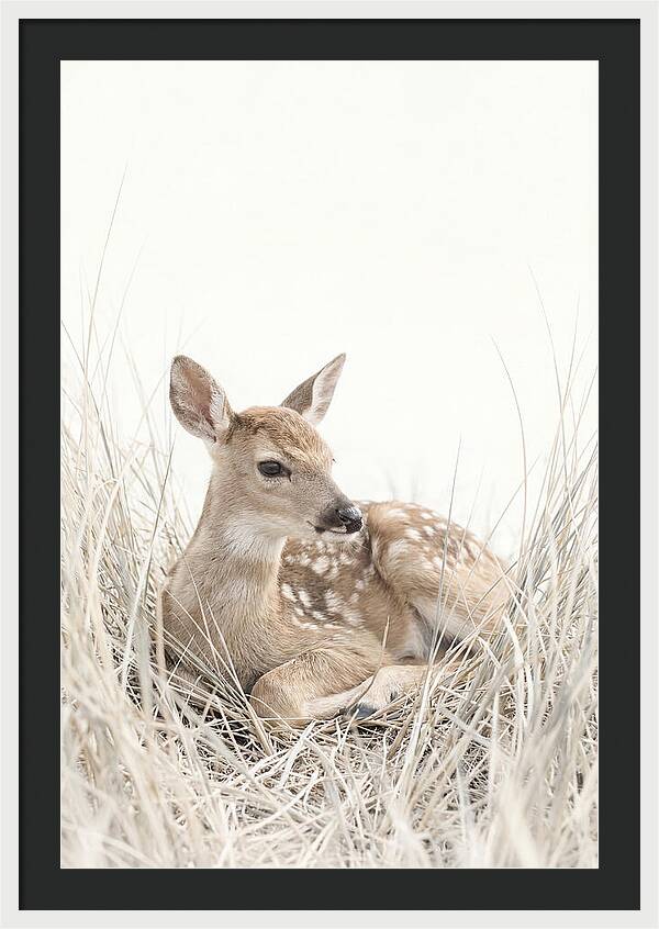 Newborn Fawn Resting Gracefully