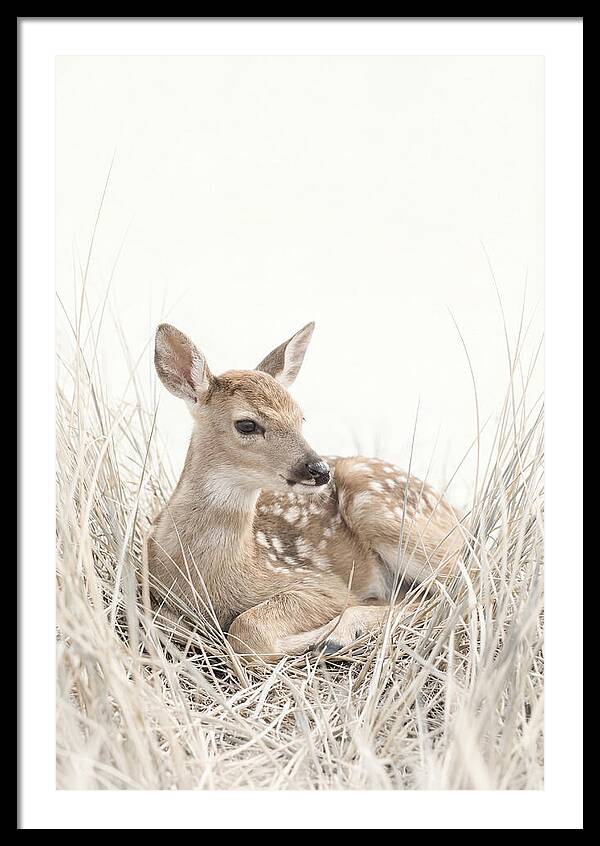 Newborn Fawn Resting Gracefully