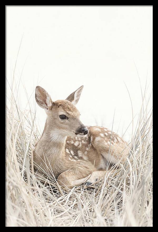 Newborn Fawn Resting Gracefully