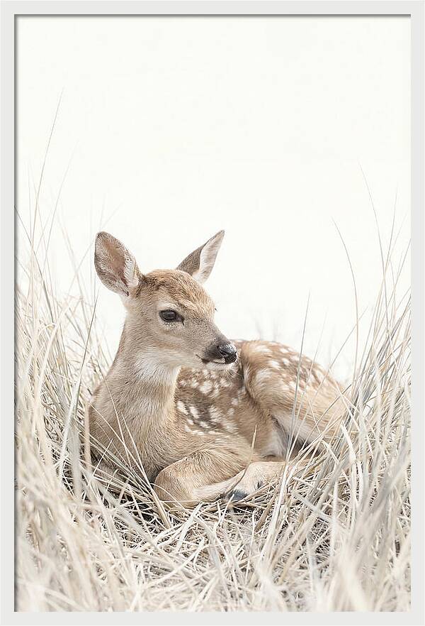 Newborn Fawn Resting Gracefully