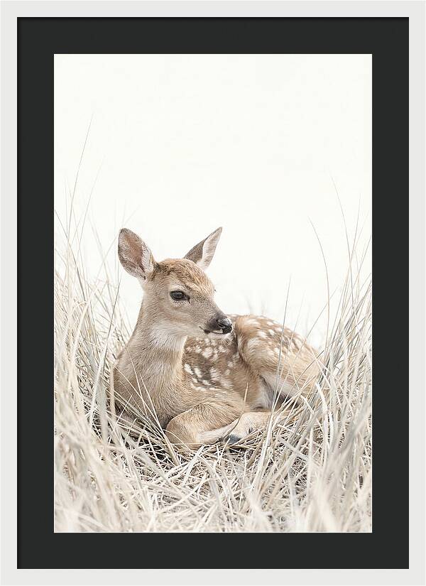 Newborn Fawn Resting Gracefully