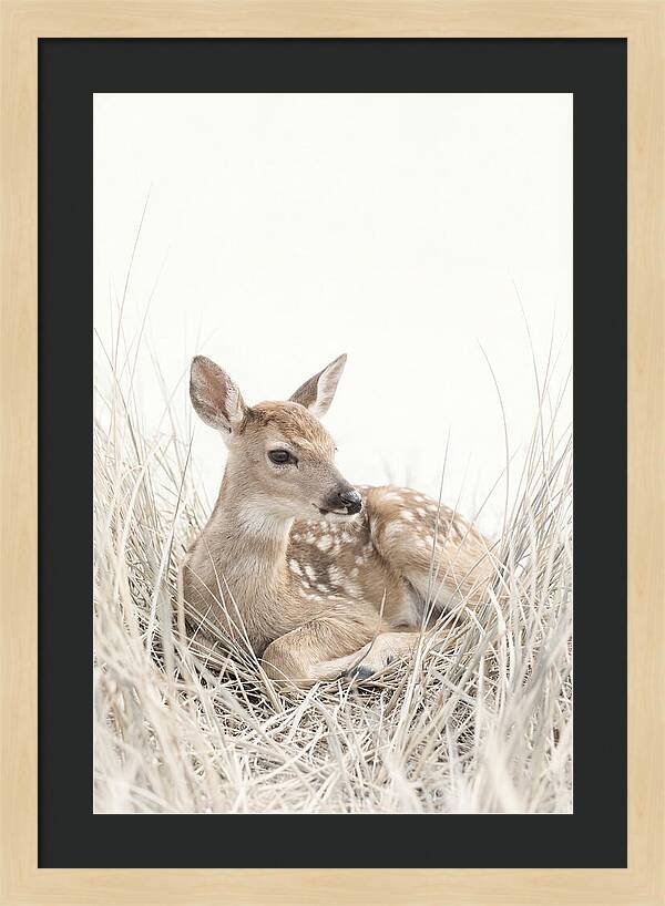 Newborn Fawn Resting Gracefully