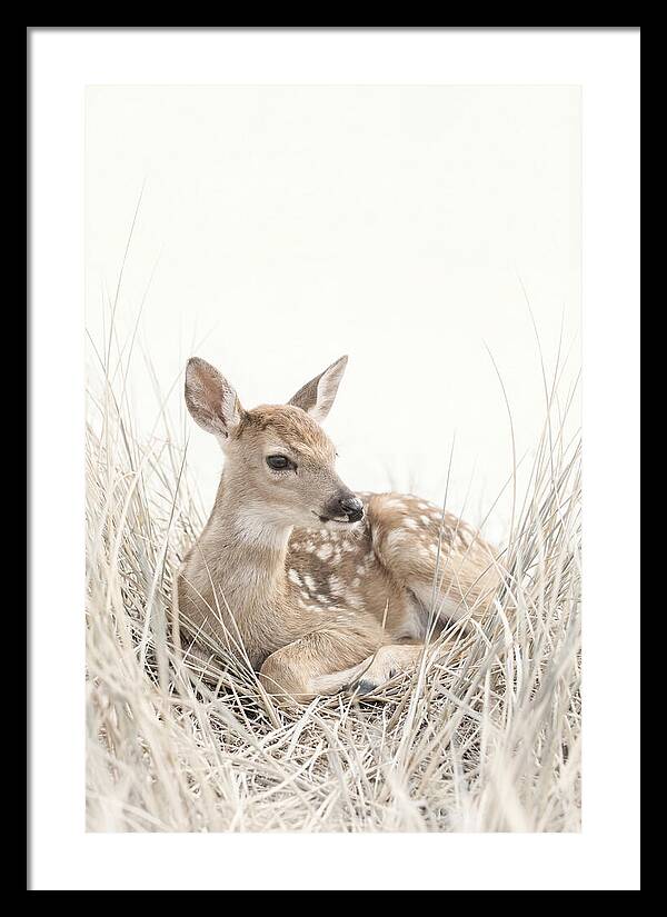 Newborn Fawn Resting Gracefully