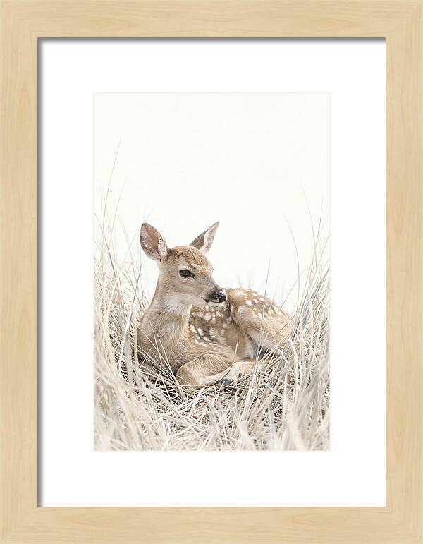 Newborn Fawn Resting Gracefully