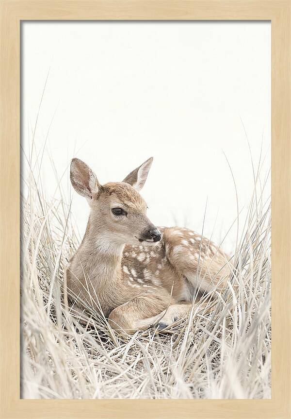 Newborn Fawn Resting Gracefully