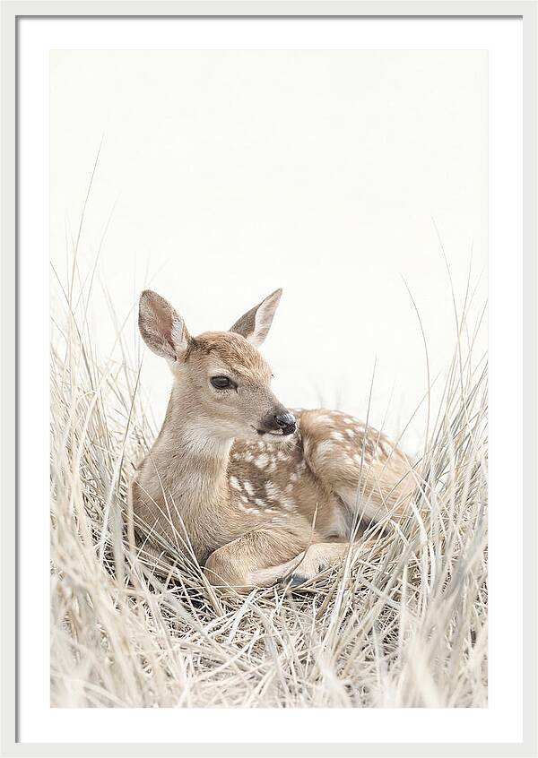 Newborn Fawn Resting Gracefully
