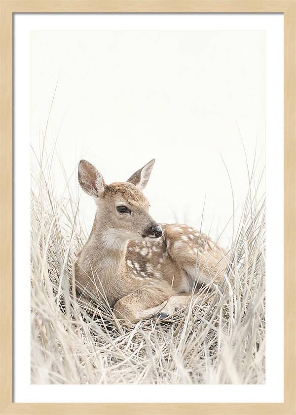 Newborn Fawn Resting Gracefully