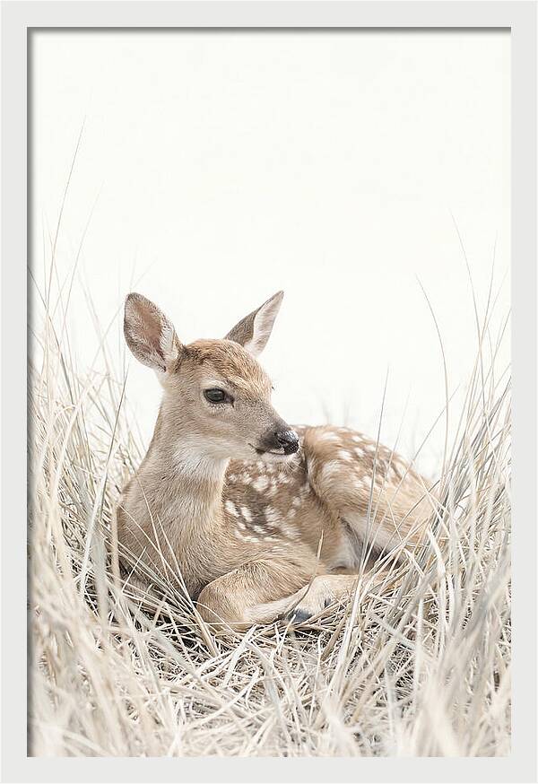 Newborn Fawn Resting Gracefully